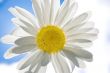 Camomile on a background of the sky
