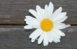 Camomile on a grey tree
