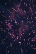festival firework