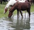 ponies in water