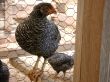 barnyard chicken