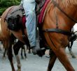 cowboy on horseback