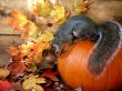 pumpkin with squirrel on top