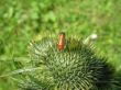 Insect on Plant