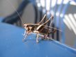 Grasshopper closeup