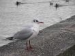 Sea Gull