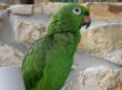 Parrot
