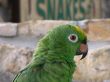 Parrot