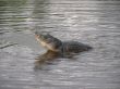 Crocodile