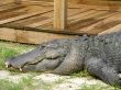 Crocodile