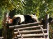 Giant Panda in Beijing