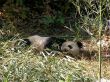Giant Panda in Beijing