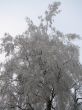 Snowy tree