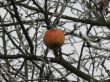 Last apple on a frosty tree