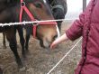 Feeding a horse