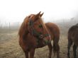 Horse on a frosty feedlot