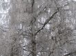 Frosty tree