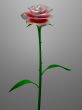 Red / Pink rose
