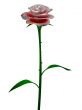Red / Pink rose