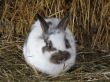 White rabbit