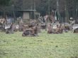 Red deer