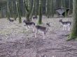 Red deer