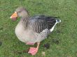 Duck on grass