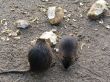 Beavers eating