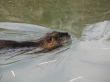 Beaver swimming