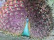 Peacock posing