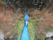 Peacock posing