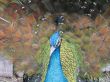 Peacock posing