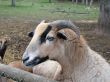 Curious sheep