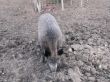 Wild pig