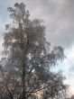 A frosty tree