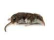 Dead mole