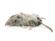 Dead mole