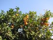 Orange tree