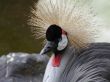 Bird with beautiful blumage