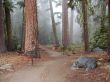 Sequoia and Kings Canyon National Park