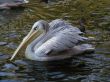 Pelican in Wild Animal Park