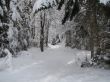 Beautiful winter landscape with trees