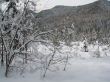 Beautiful winter landscape with trees