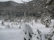 Beautiful winter landscape with trees