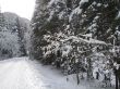 Beautiful winter landscape with trees