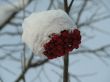Frozen berries