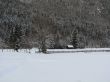 Snowy trees