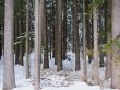 Snowy winter forest