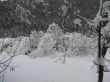 Beautiful winter landscape with trees
