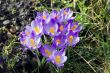 Spring flowers